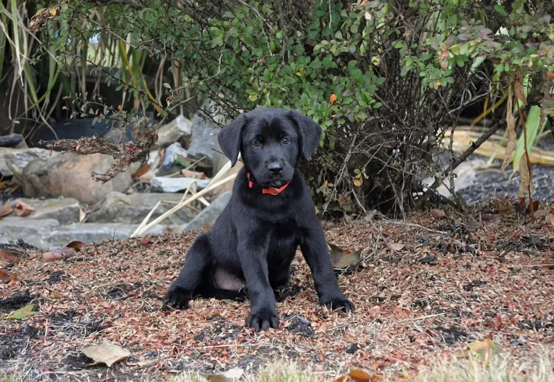 A baby large-sized male Black Labrador Retriever dog named Montana for adoption in Spring hill, TN