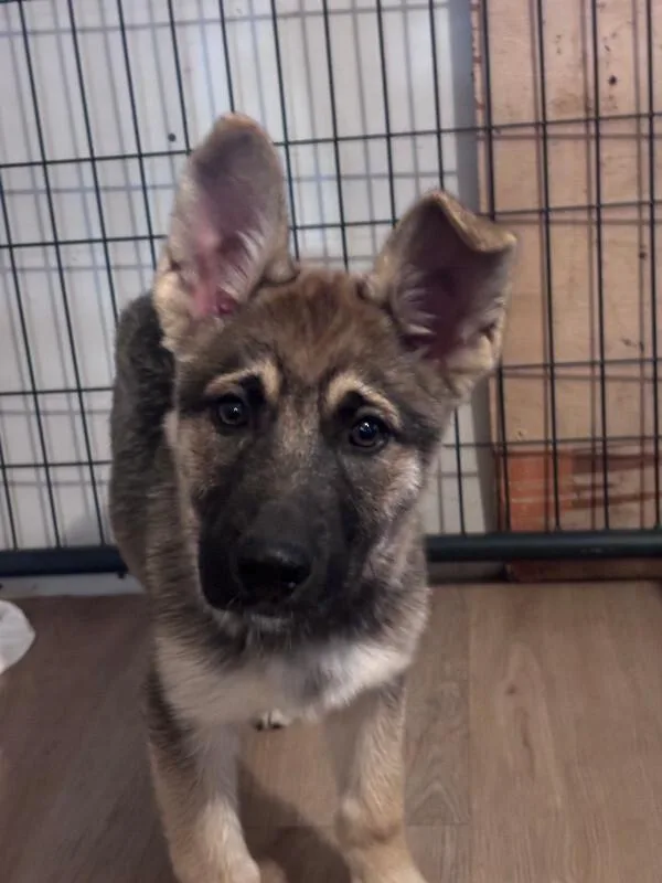 A young large-sized male Golden German Shepherd Dog dog named Upton for adoption in renton, WA