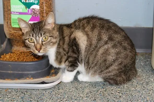 An adult medium-sized female Tabby (Brown / Chocolate) Domestic Medium Hair cat named Bunny for adoption in Brazil, IN