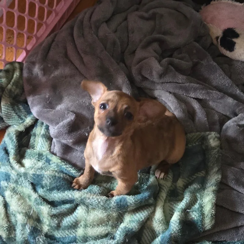 Chico