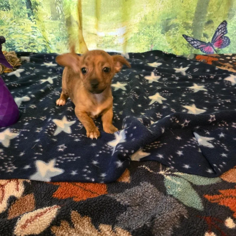 Chico thumbnail 2