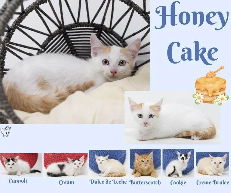Honey Cake