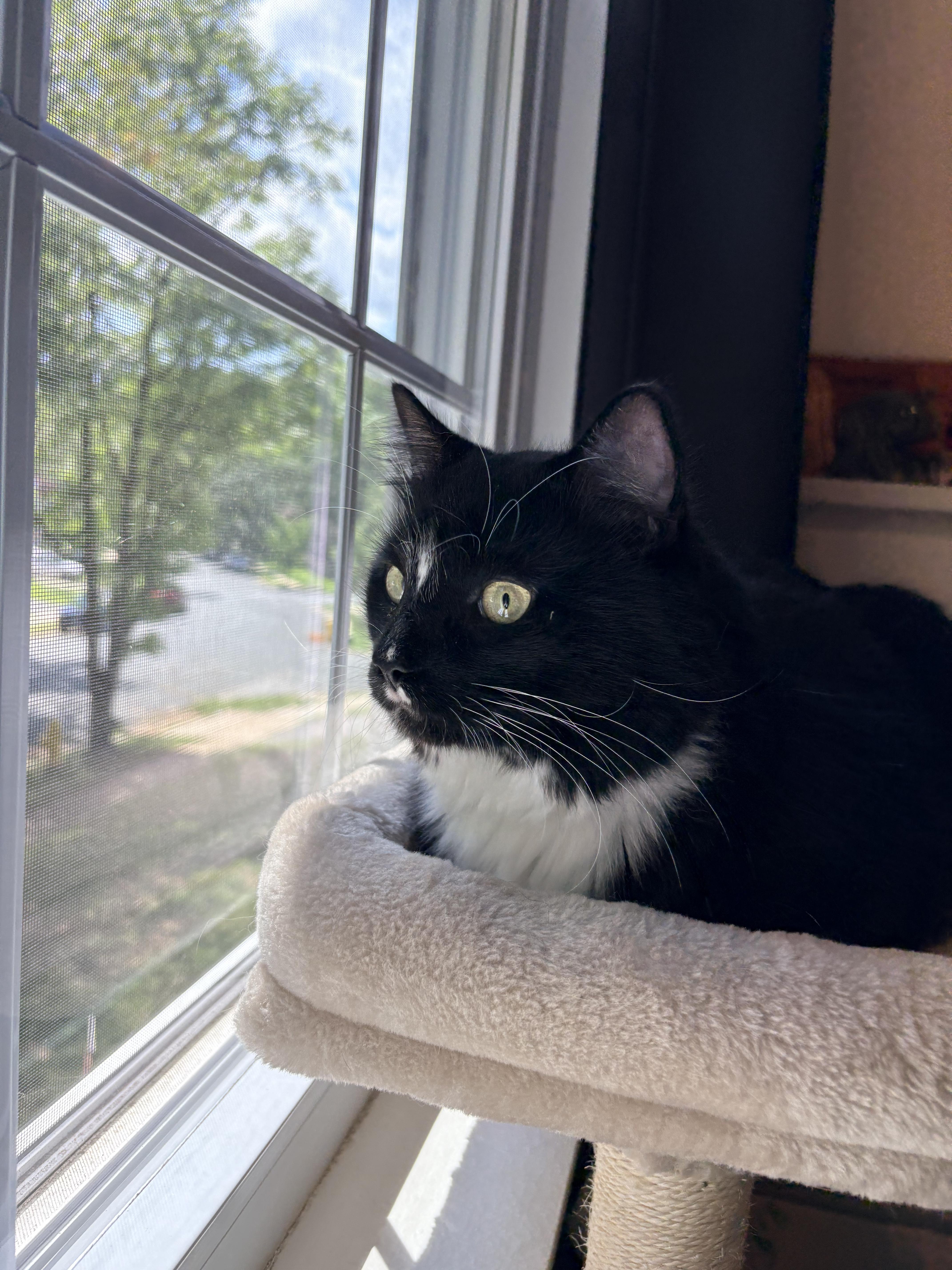 Juno
