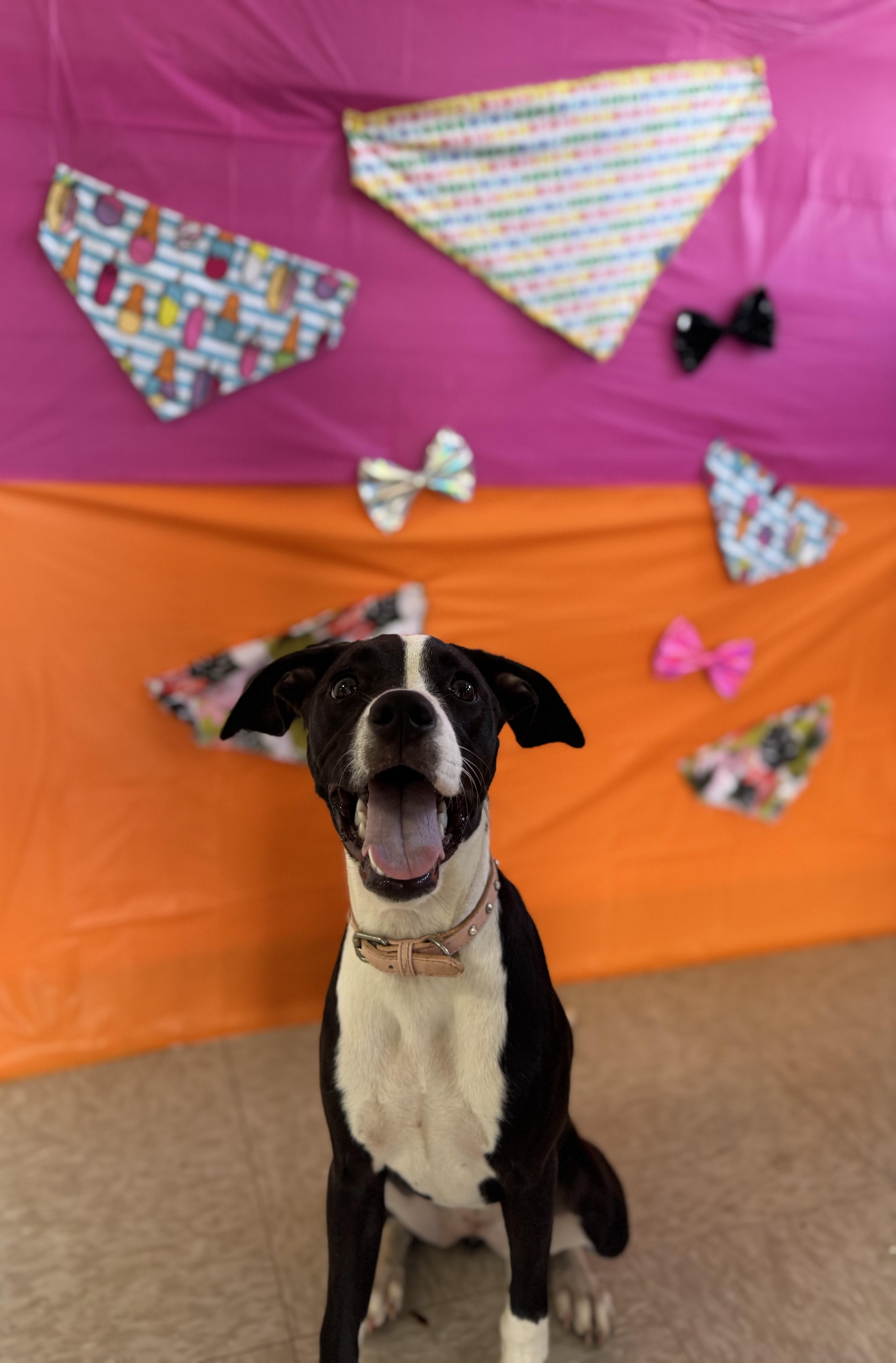 A young medium-sized female Black Mixed Breed dog named Kirby for adoption in Chickasha, OK