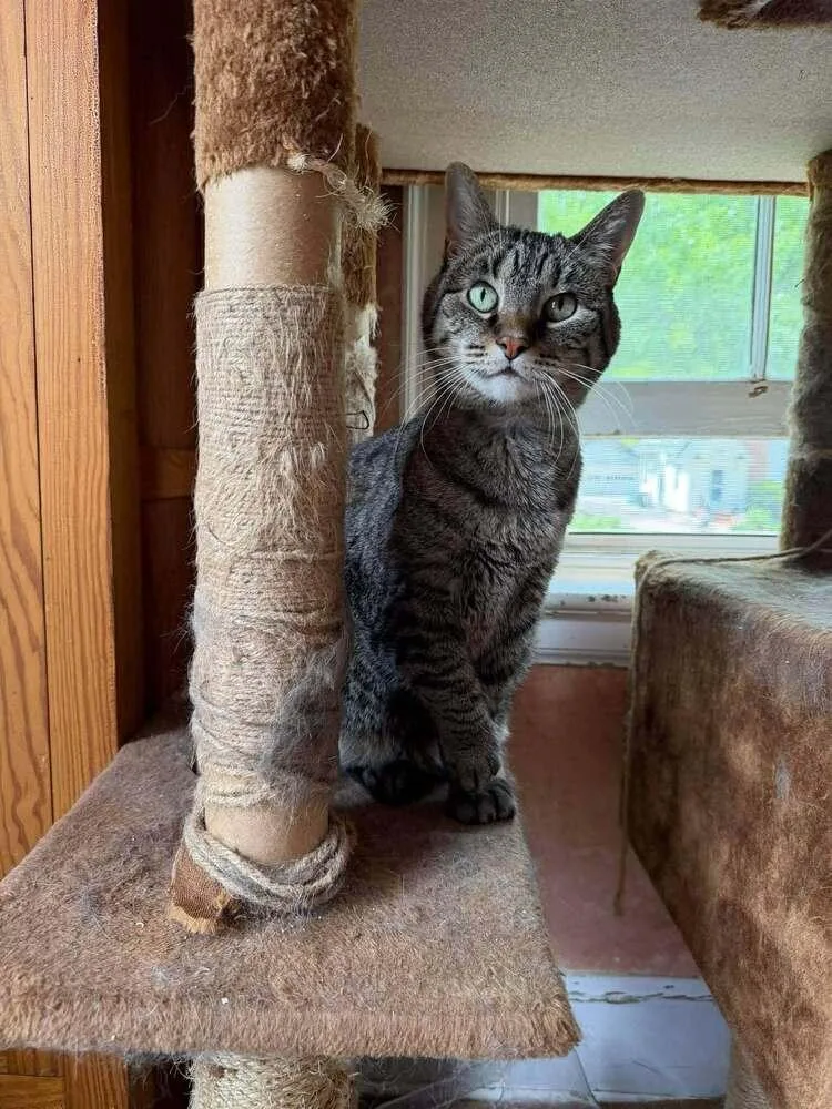 A senior medium-sized female Brown / Chocolate Domestic Short Hair cat named Max for adoption in Lincoln, NE