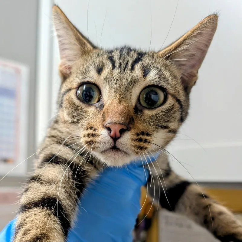 A baby small-sized male Domestic Short Hair cat named Rick for adoption in Huntsville, AR