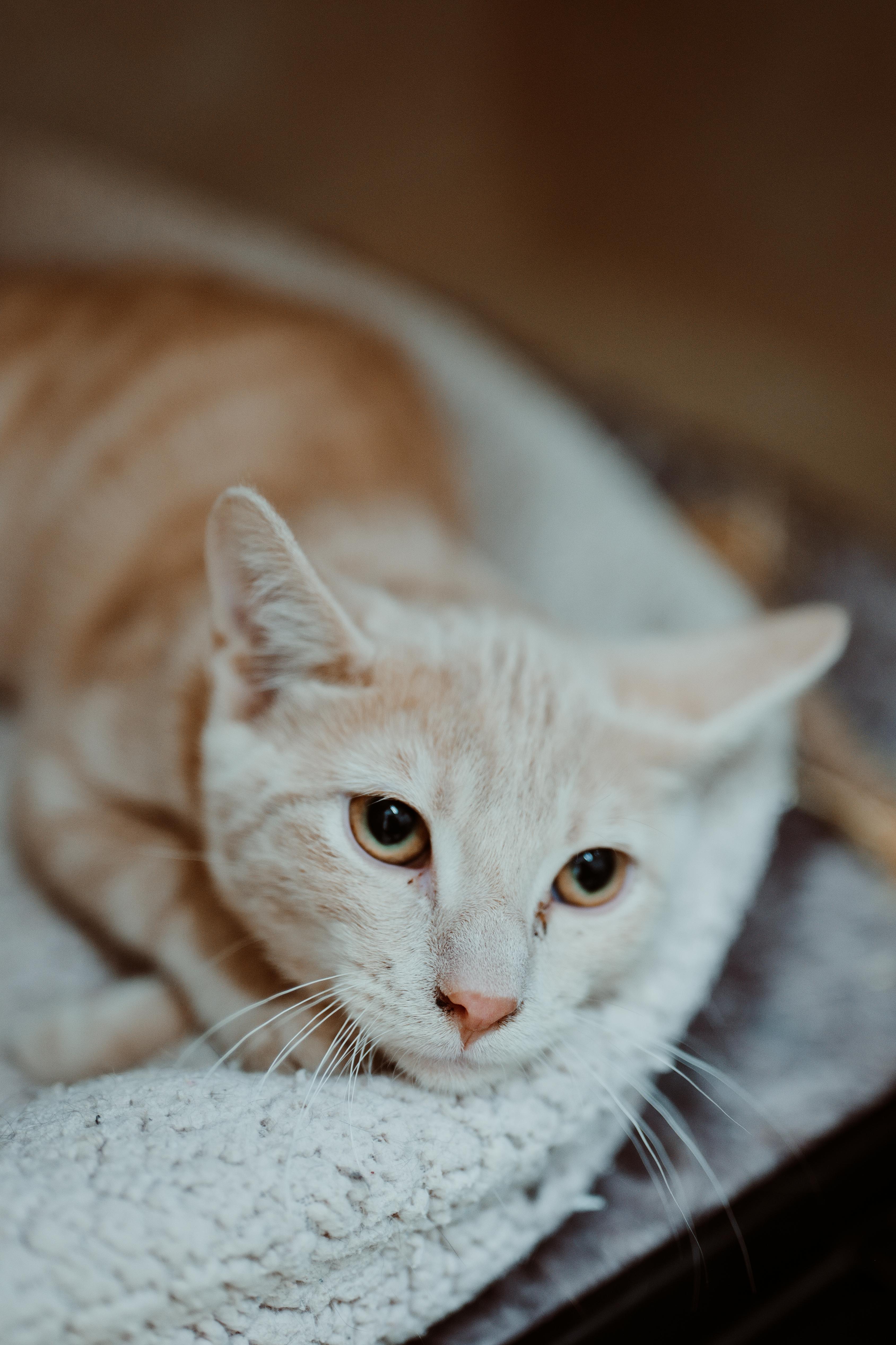 A young medium-sized male Buff / Tan / Fawn Domestic Short Hair cat named Humphrey for adoption in Le Mars, IA
