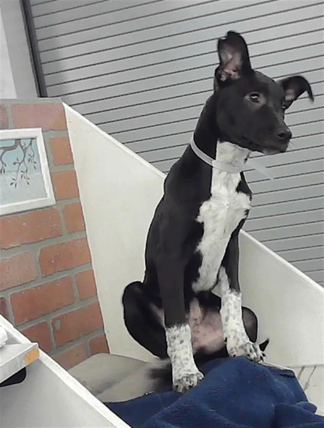 A baby small-sized female German Shepherd Dog dog named Storm for adoption in Houston, TX