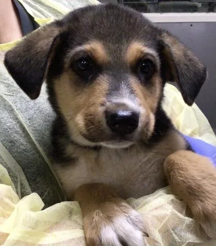 A baby small-sized male German Shepherd Dog dog named Beau for adoption in Riverside, CA