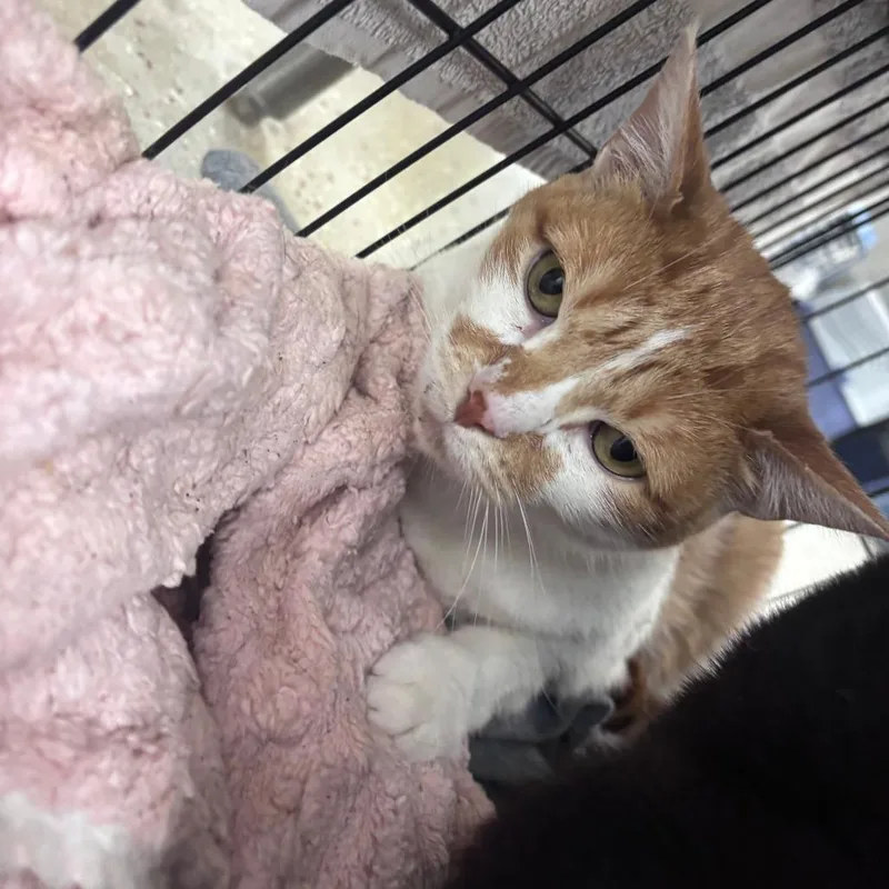 An adult large-sized female Orange / Red Domestic Short Hair cat named Sushi for adoption in Indianapolis, IN