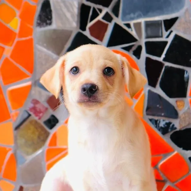 A baby small-sized male Beagle dog named Baguette for adoption in San Diego, CA