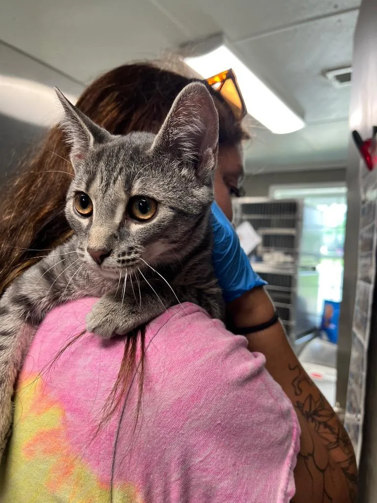 A baby medium-sized female Domestic Short Hair cat named Blair for adoption in Hopkinsville, KY