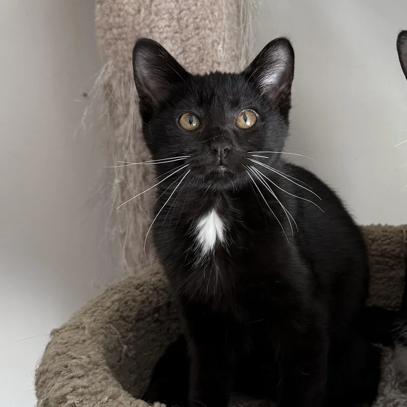 A young small-sized female American Shorthair cat named Storrow for adoption in DICKSON, TN