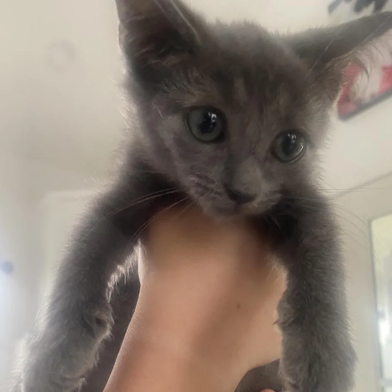 A baby small-sized female Gray / Blue / Silver Domestic Short Hair cat named Croissant for adoption in Chapel Hill, NC