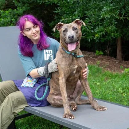 An adult large-sized male Mixed Breed dog named Hollister for adoption in Chamblee, GA