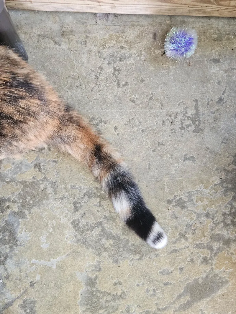 A senior medium-sized female Calico cat named Sugar Girl for adoption in Westbrook, CT