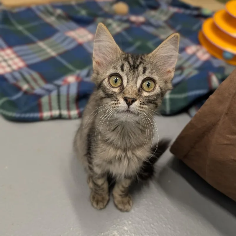 A baby medium-sized female Tabby (Buff / Tan / Fawn) Domestic Short Hair cat named Pepper for adoption in Cape Girardeau, MO