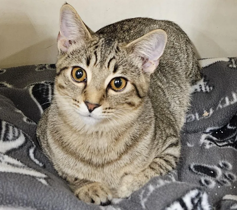 A young medium-sized male Tabby (Buff / Tan / Fawn) Tabby cat named Ernie for adoption in Nashville, TN