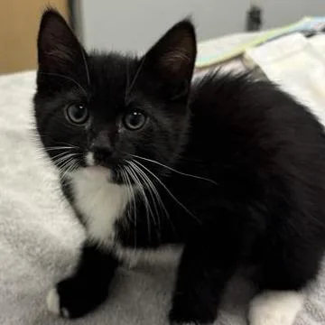 Charlie