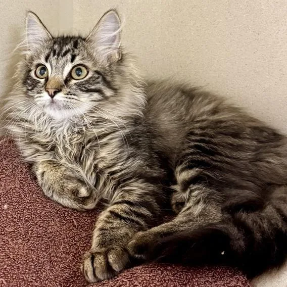 A baby small-sized female Brown / Chocolate Domestic Medium Hair cat named Jewel for adoption in Colorado Springs, CO