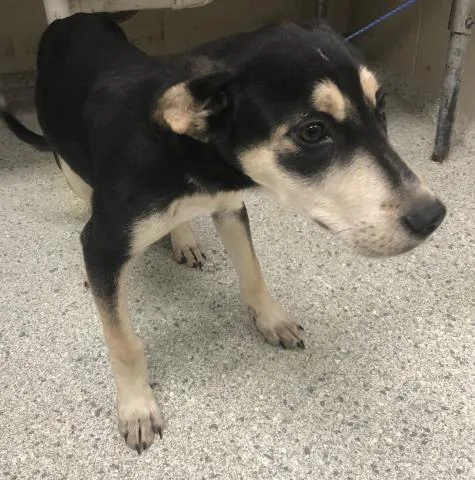 A baby small-sized female German Shepherd Dog dog named A for adoption in Conroe, TX