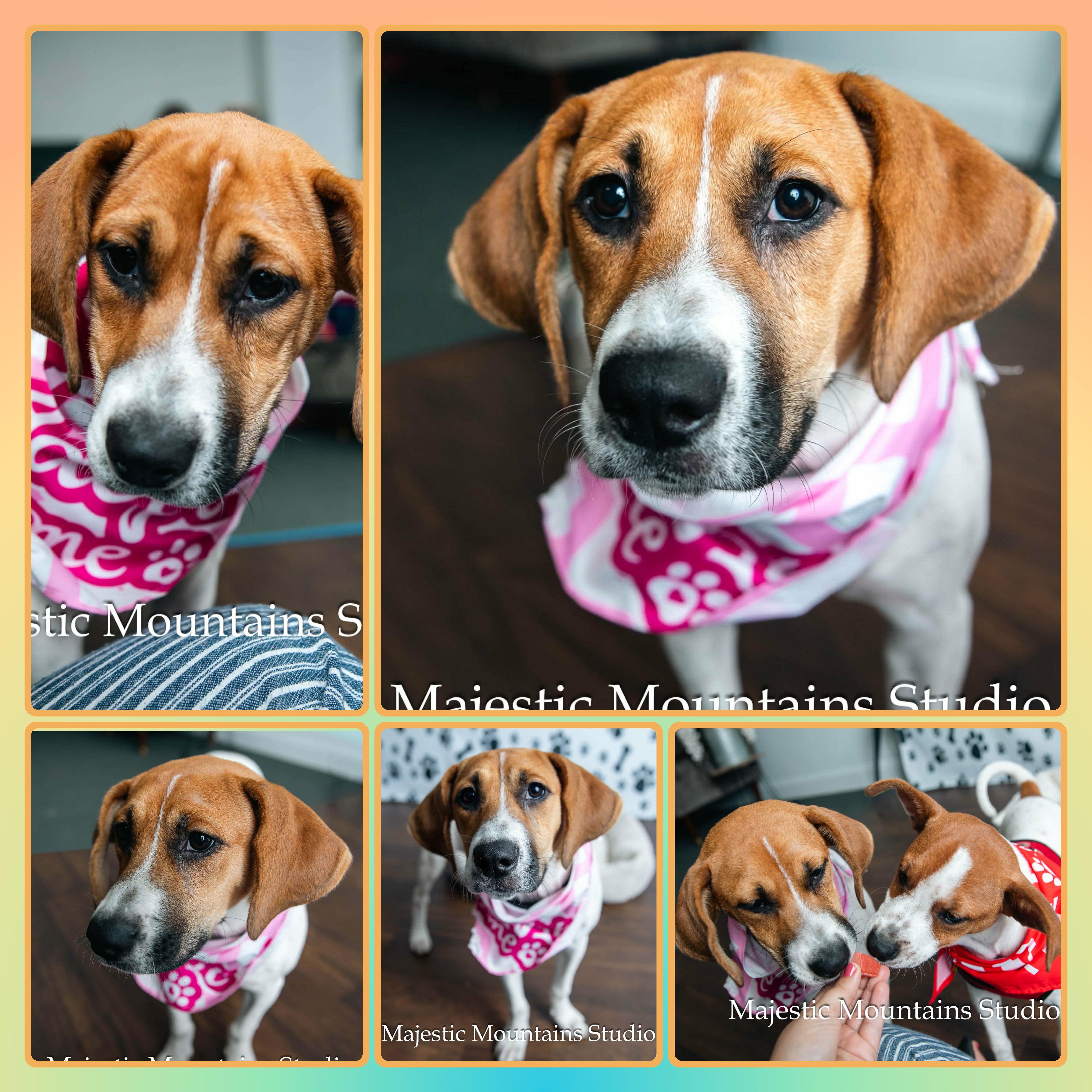 A baby medium-sized female Red / Chestnut / Orange Mixed Breed dog named Haley for adoption in Buckhannon, WV