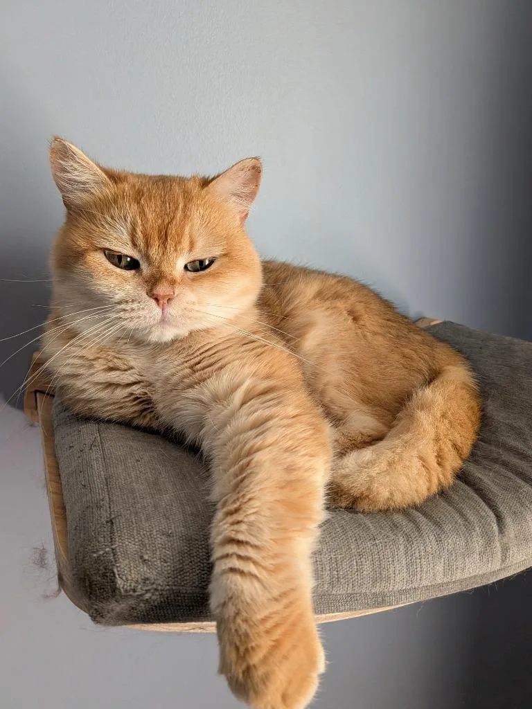 An adult medium-sized female Munchkin cat named Pumpkin for adoption in Lunenburg, MA
