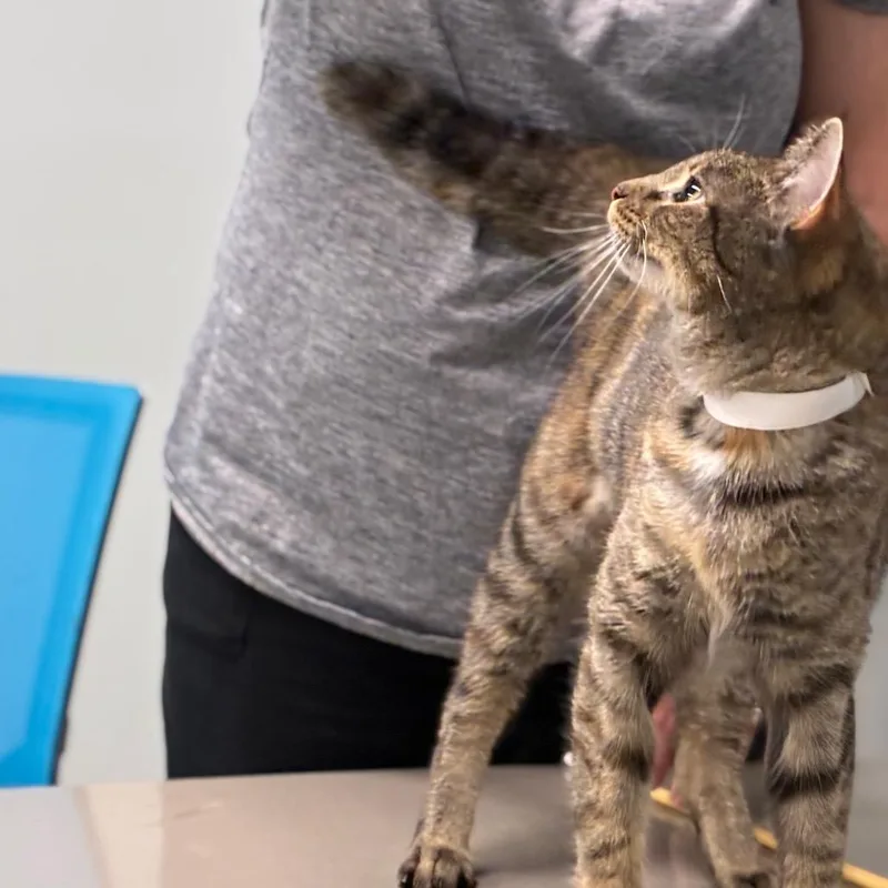 A young small-sized female Tortoiseshell Domestic Short Hair cat named Feebee for adoption in Shelbyville, IN