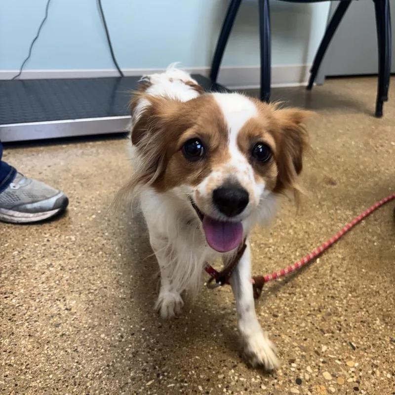 A young small-sized female Cavalier King Charles Spaniel dog named Jolene for adoption in Skokie, IL