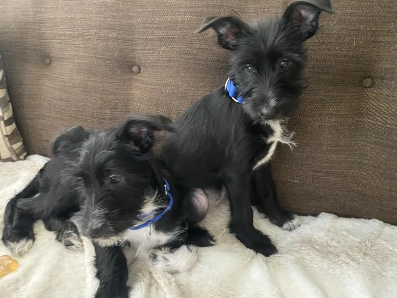 A baby medium-sized female Tricolor (Brown, Black, & White) Schnauzer dog named Peach for adoption in Valley Stream, NY