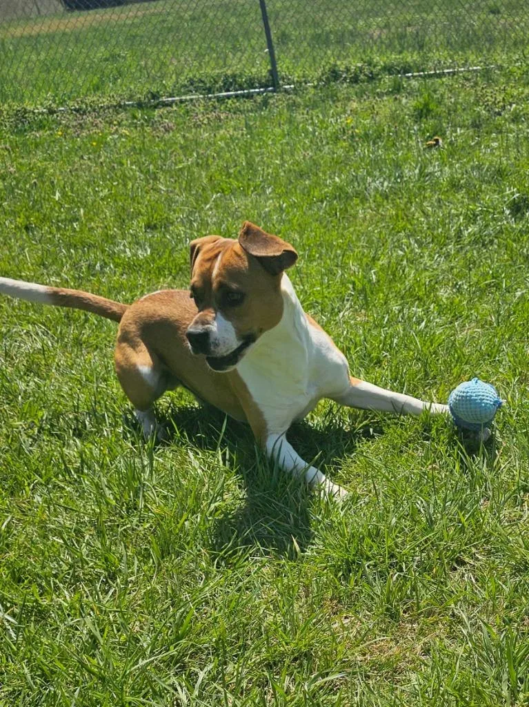 An adult large-sized male Mixed Breed dog named Johnny for adoption in Chickamauga , GA