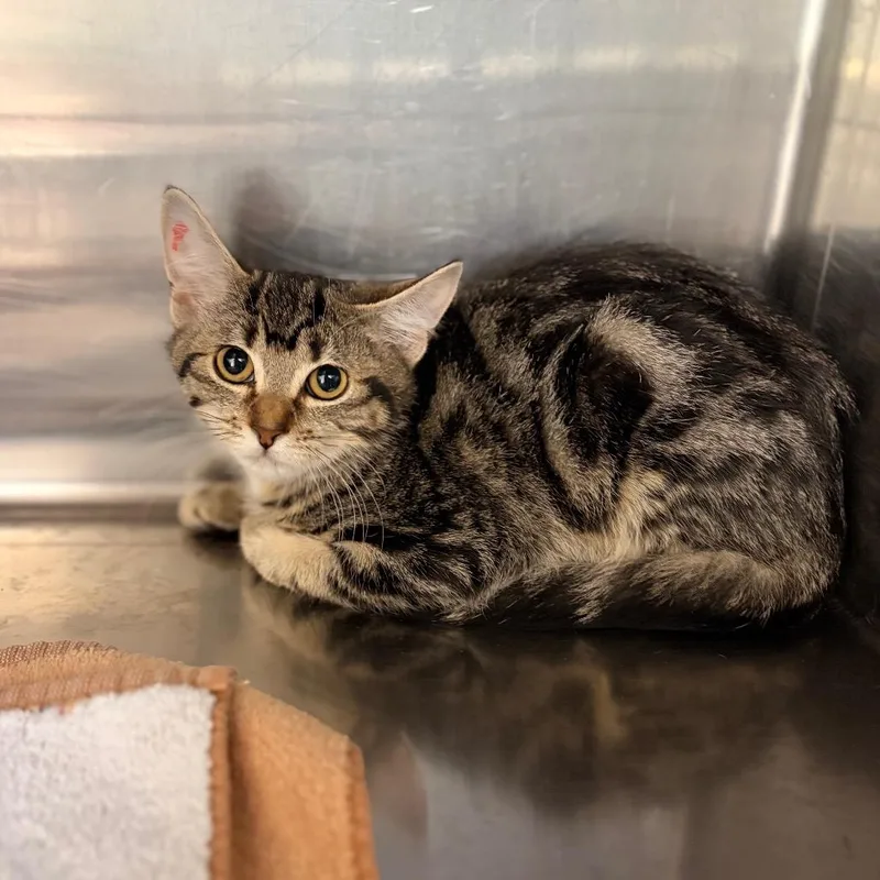 A baby small-sized female Domestic Short Hair cat named Brenda for adoption in Spokane, WA