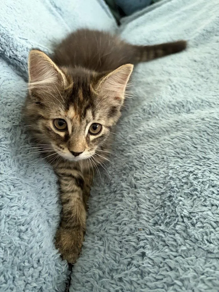 A baby medium-sized female Domestic Medium Hair cat named Cloud for adoption in Stewartsville, NJ