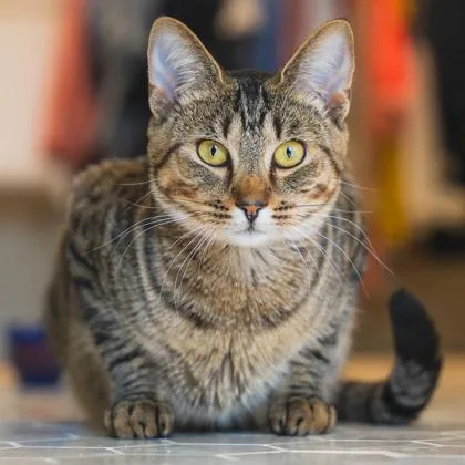 A young small-sized female Brown / Chocolate Domestic Short Hair cat named Lona for adoption in Atlanta, GA