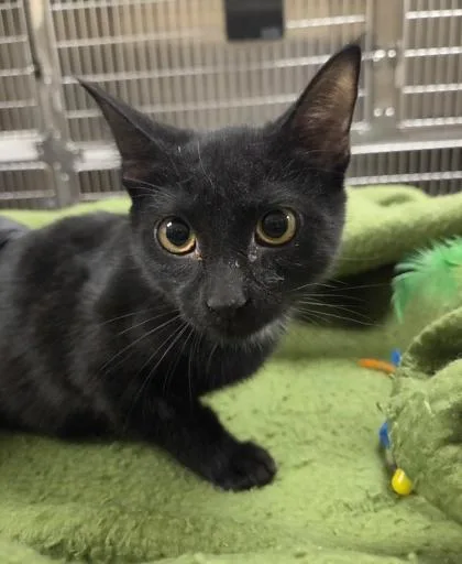 A baby small-sized female Domestic Short Hair cat named Debutante for adoption in Westland, MI
