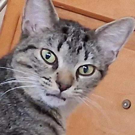 A baby medium-sized female Tabby (Brown / Chocolate) Domestic Short Hair cat named Meme for adoption in Hudsonville, MI