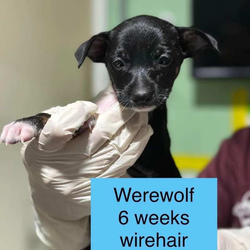 A baby small-sized male Chihuahua dog named Werewolf for adoption in Tampa, FL