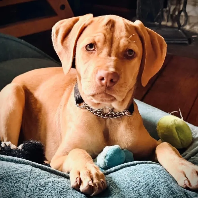 Vada