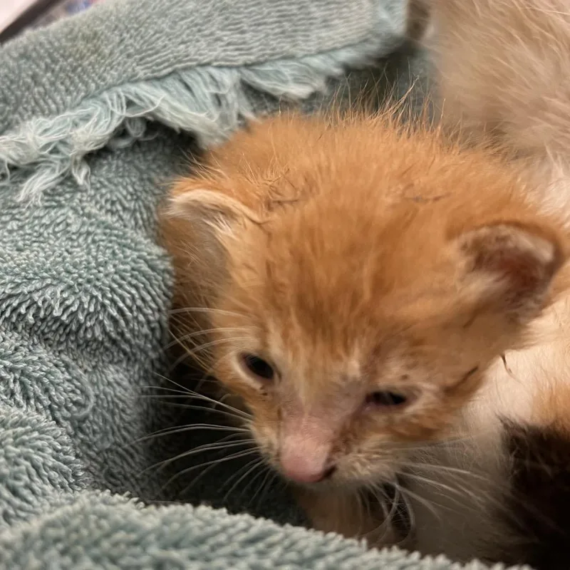 A young small-sized male Domestic Short Hair cat named Buddi for adoption in Edinburg, TX