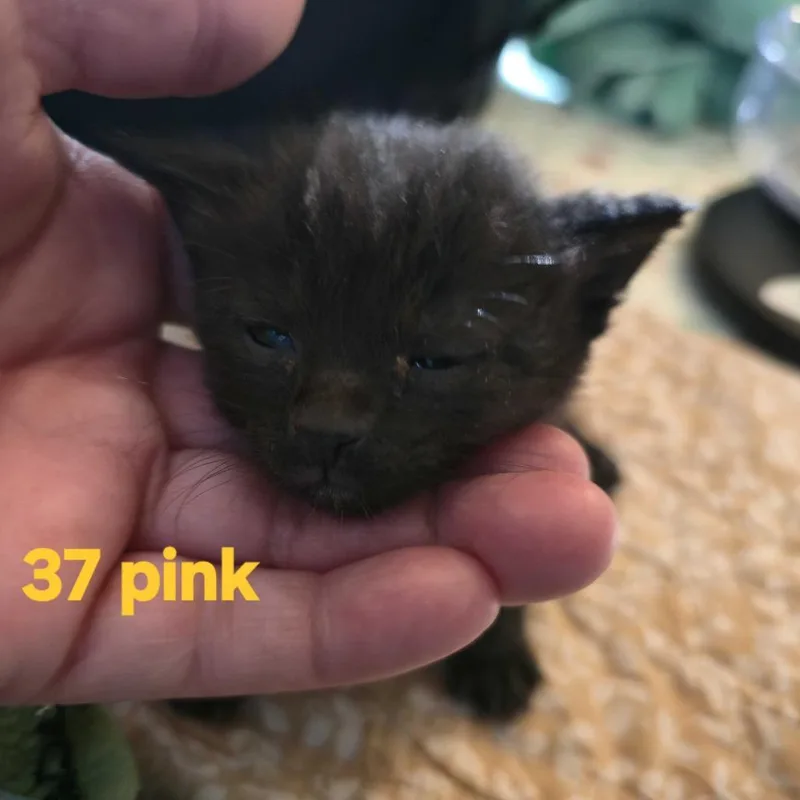 A baby small-sized female Black Domestic Short Hair cat named Pink for adoption in Spokane, WA