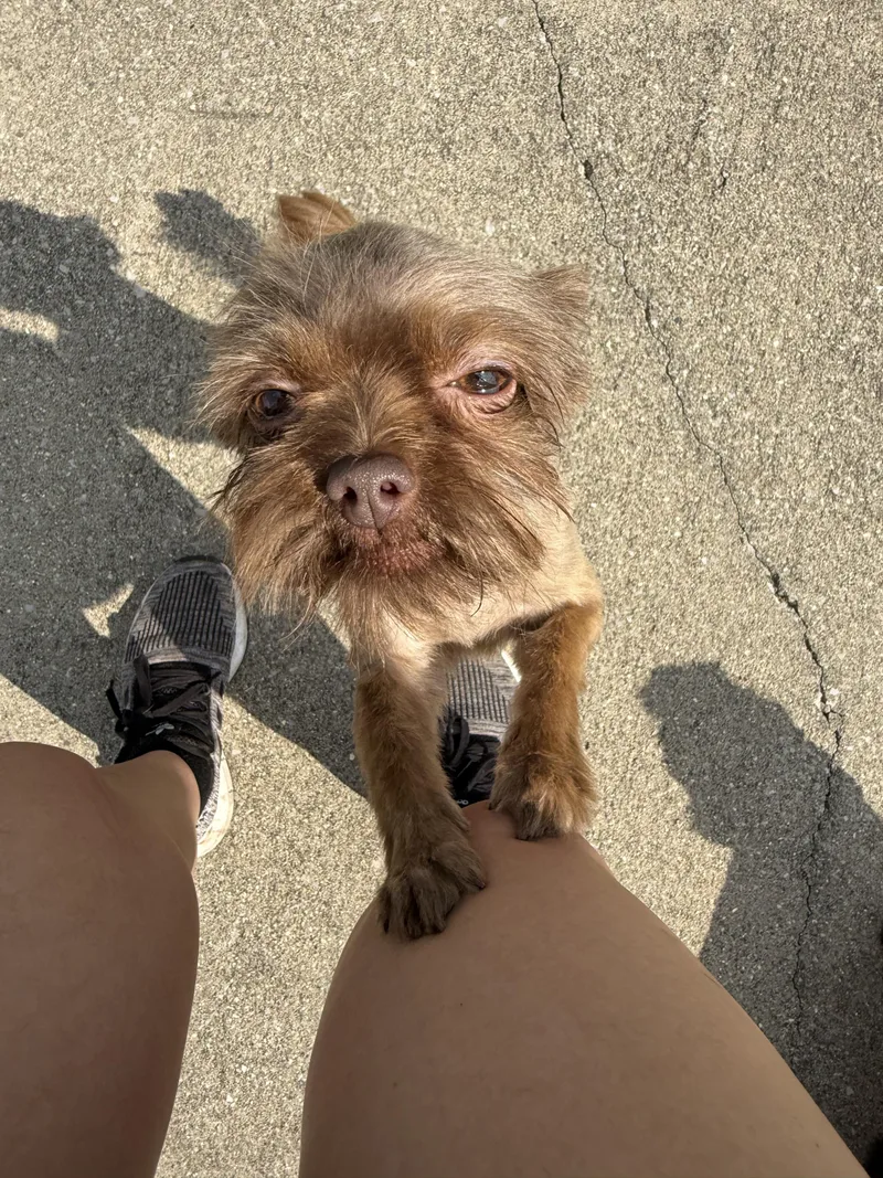 Booger