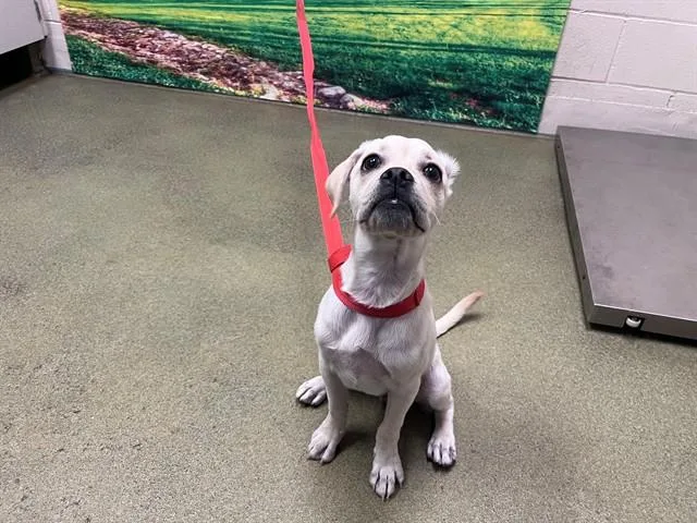 A baby small-sized female Labrador Retriever dog named Sky for adoption in Moreno Valley, CA