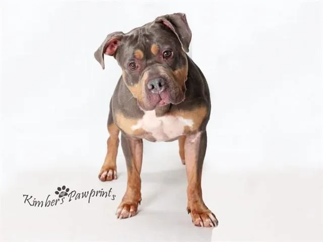 An adult large-sized male American Bulldog dog named Chester for adoption in Omaha, NE
