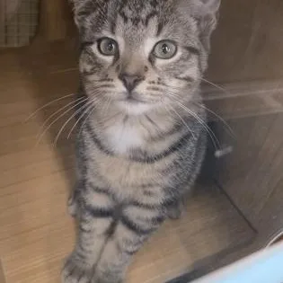 A young small-sized male Tabby (Brown / Chocolate) Domestic Short Hair cat named Hulk for adoption in North Myrtle Beach, SC