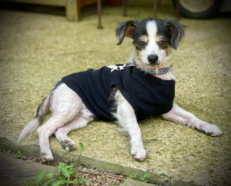 A young small-sized male Chihuahua dog named Nathan Gatlin for adoption in Saunderstown, RI