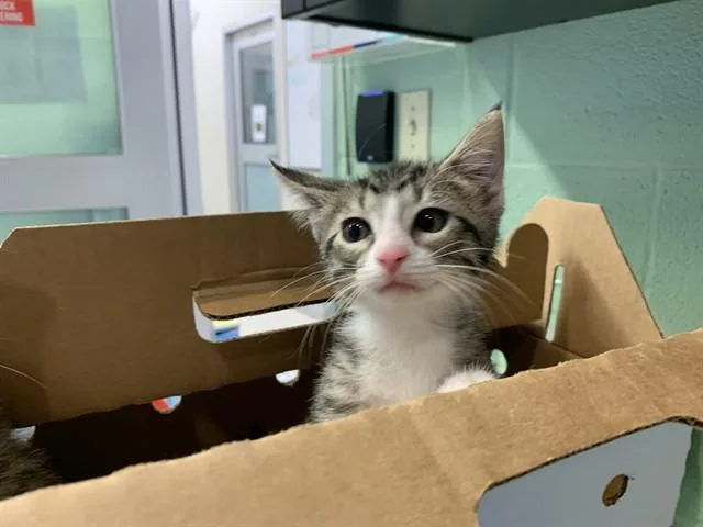 A baby small-sized male Domestic Short Hair cat named Maxx for adoption in Grand Prairie, TX