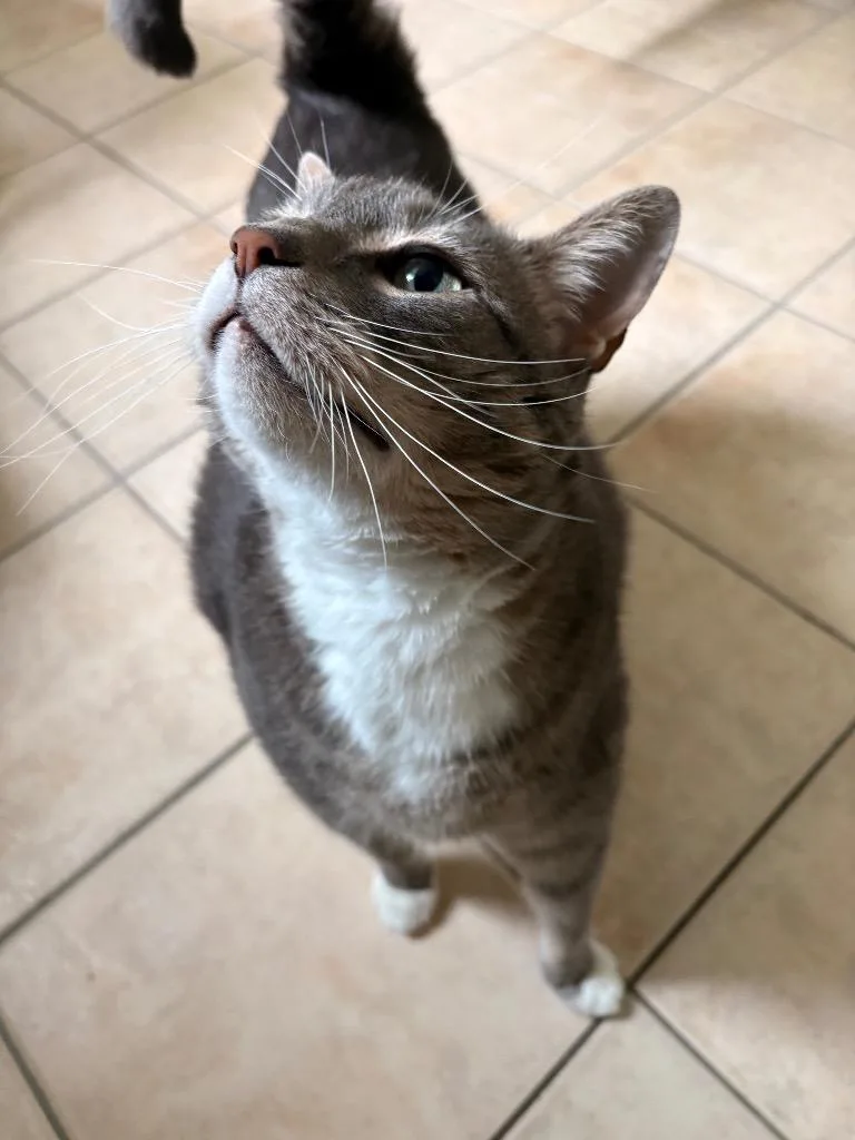 An adult medium-sized male Domestic Short Hair cat named Grigio for adoption in Fall River, MA