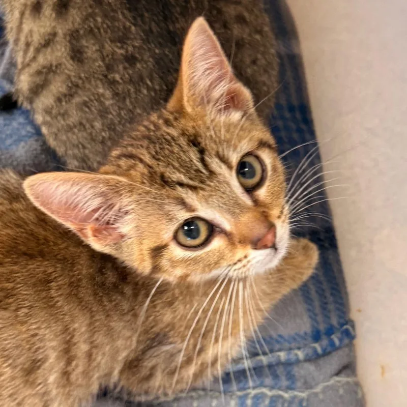 A baby small-sized female Brown / Chocolate Domestic Short Hair cat named Owl for adoption in Evansville, IN