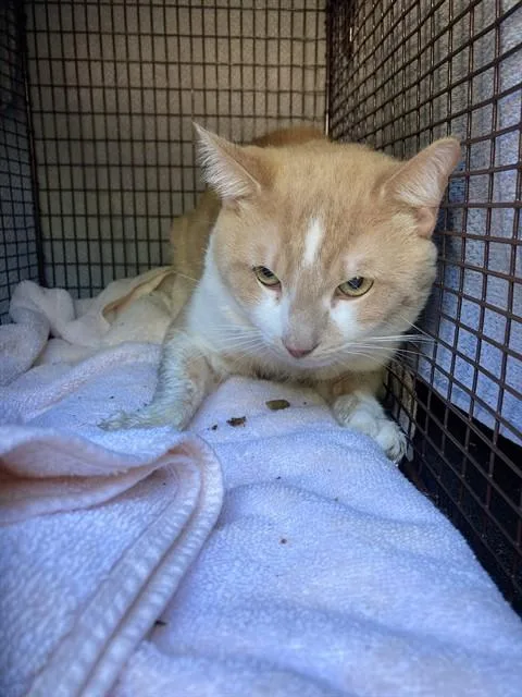 A young medium-sized male Domestic Short Hair cat named Kronk for adoption in Long Beach, CA