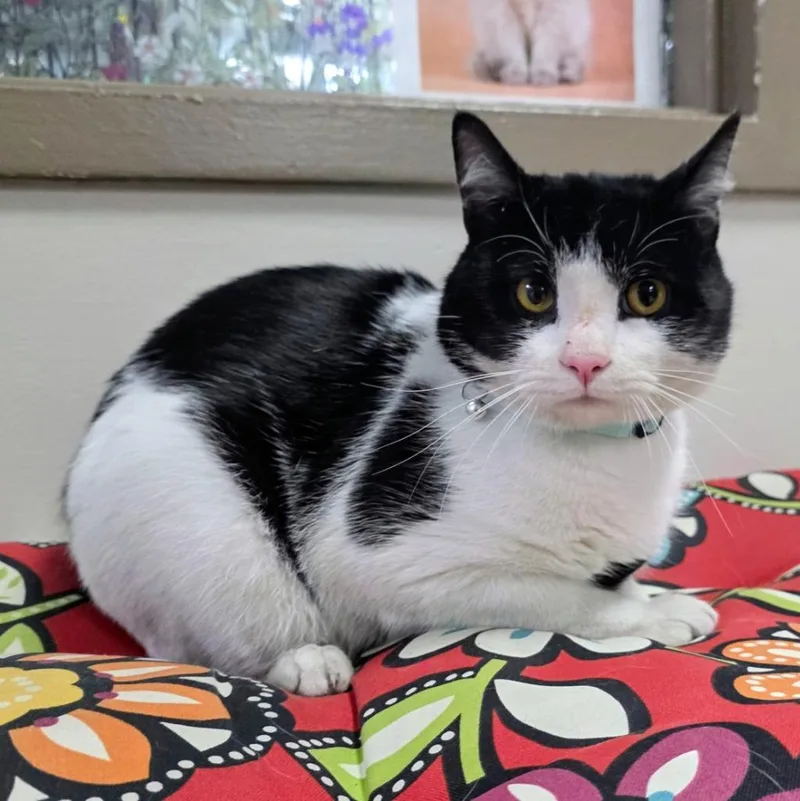 A young large-sized male Domestic Short Hair cat named Chupa for adoption in New Manchester, WV
